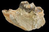 Fossil Running Rhino (Hyracodon) Jaw Section - South Dakota #140946-1